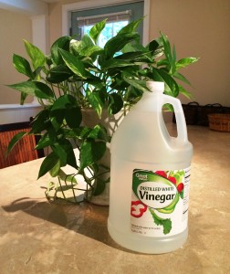 blog vinegar 2